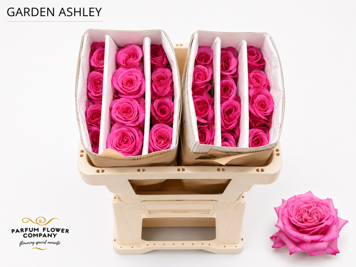 <h4>Rosa Garden Ashley</h4>