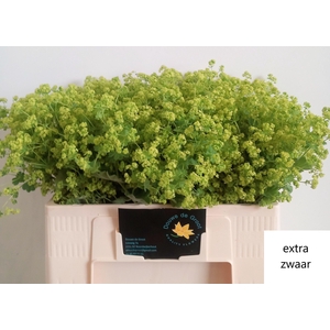 Alchemilla Robustica