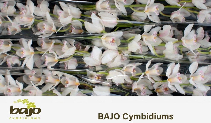 <h4>CYMB T SILVER</h4>