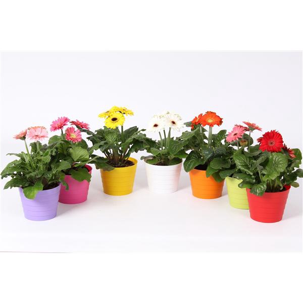 <h4>Gerbera belicht 2+bl 12cm in madrid pot diverse kleuren</h4>