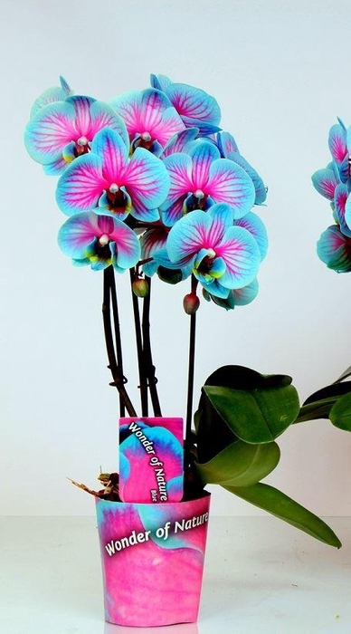 <h4>Phalaenopsis   ...</h4>