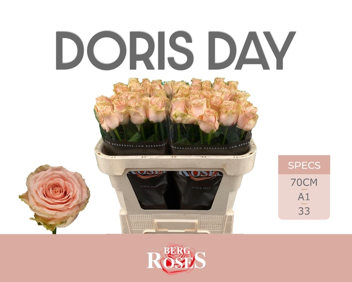 <h4>R GR DORIS DAY</h4>