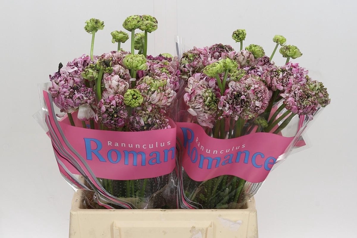 <h4>Ranunculus Brushmark Seti</h4>