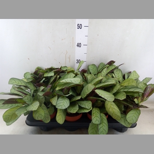 Ctenanthe burle-marxii 'Amagris'