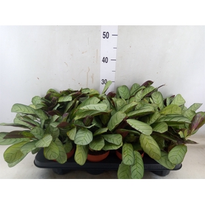 Ctenanthe burle-marxii 'Amagris'