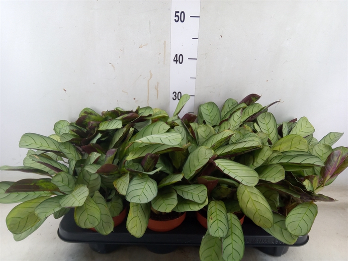 <h4>Ctenanthe burle-marxii 'Amagris'</h4>