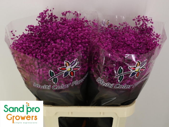 <h4>GYPS KLB H%</h4>