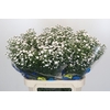 Aster White Gypsy