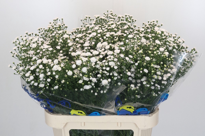 <h4>Aster White Gypsy</h4>
