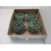 Echeveria Elegance X4