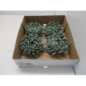 Echeveria Elegance X4