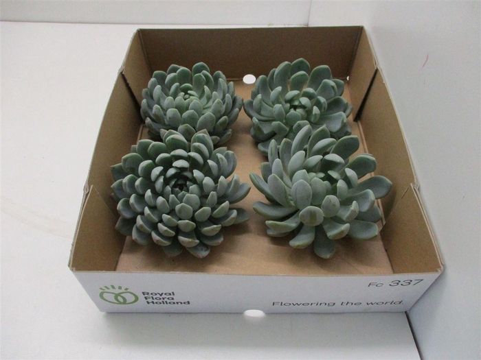 Echeveria Elegance X4