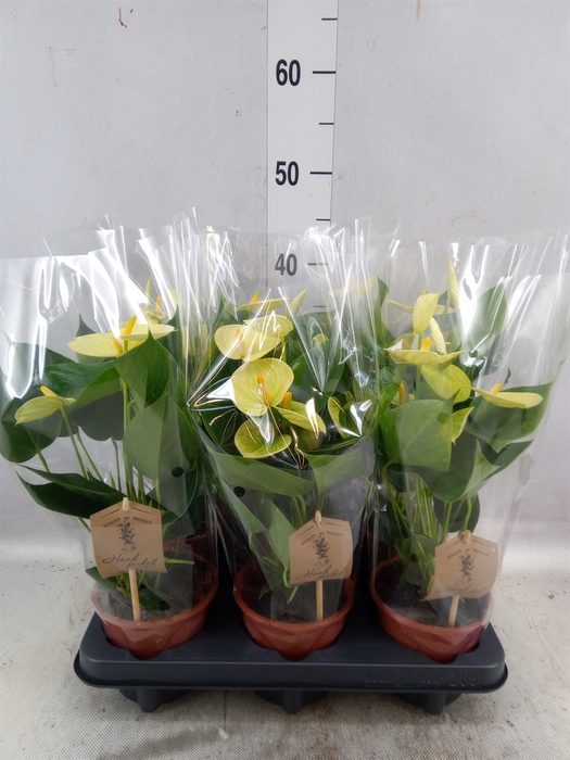 <h4>Anthurium andr. 'Vanilla'</h4>