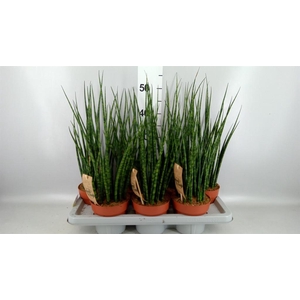 Sansevieria  'Fernwood'