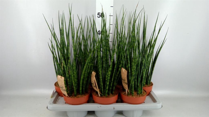 <h4>Sansevieria  'Fernwood'</h4>