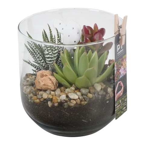 <h4>PTSU6172 Arrangementen succulenten</h4>