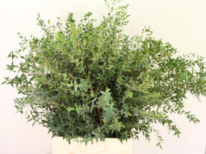 <h4>EUC PARVIFOLIA P BS</h4>