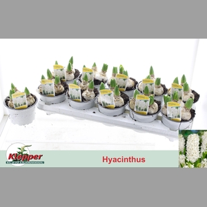 HYACIN WHITE PEARL Big Bulb