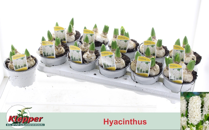 <h4>HYACIN WHITE PEARL Big Bulb</h4>