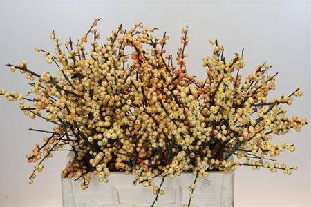 <h4>Ilex Cresgold</h4>