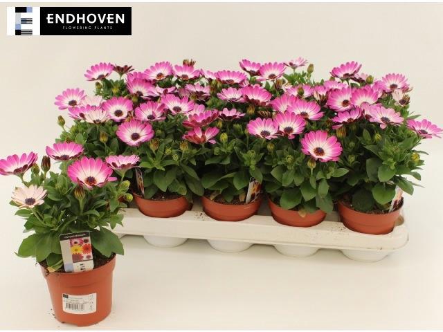 <h4>OSTEO DAL FELICIA</h4>