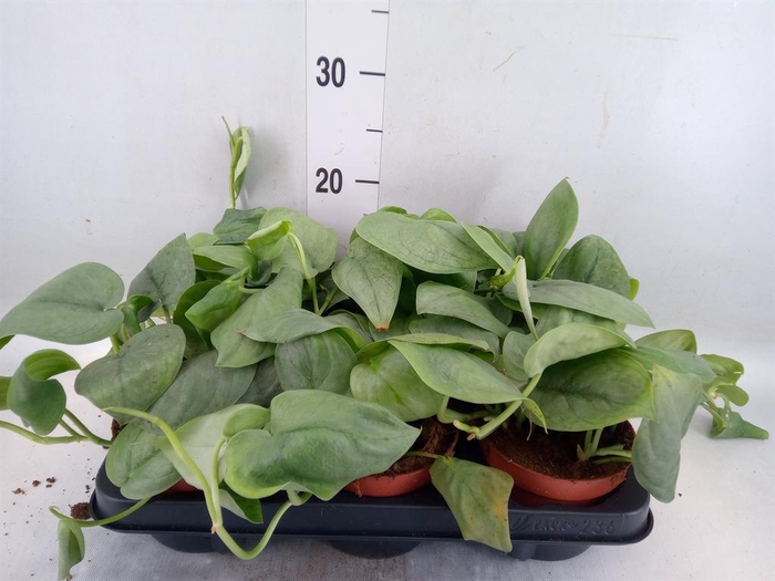 <h4>Epipremnum ...</h4>