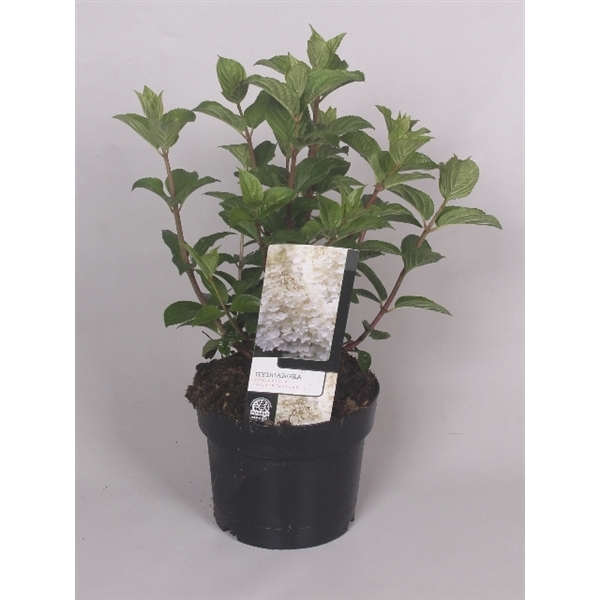 Hydrangea paniculata Silver Dollar