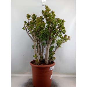 Crassula ovata 'Minor'