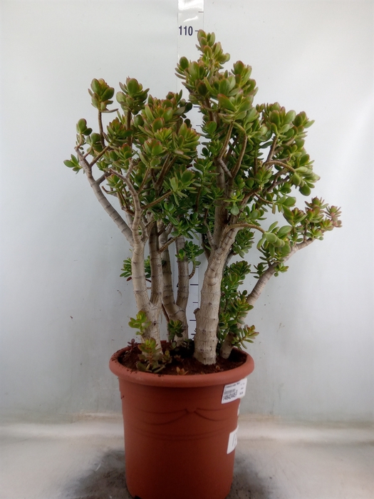 <h4>Crassula ovata 'Minor'</h4>