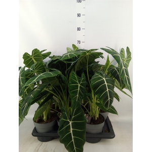 Alocasia   ...
