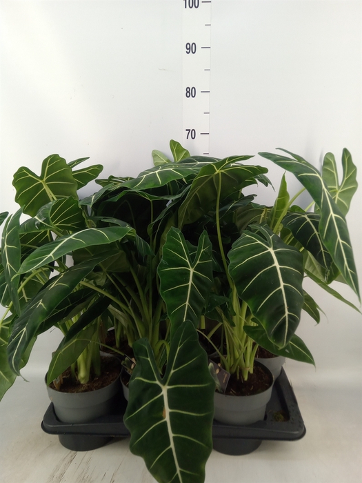 <h4>Alocasia   ...</h4>