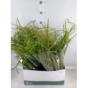 Rhipsalis   ...