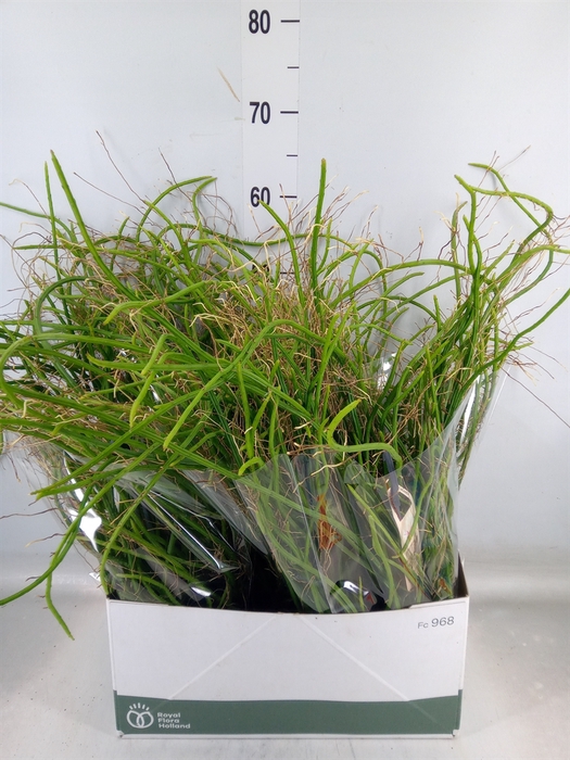 <h4>Rhipsalis   ...</h4>