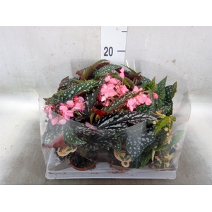 Begonia BD   ...
