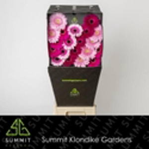Ge Mi Mix Purple Dream Diamond