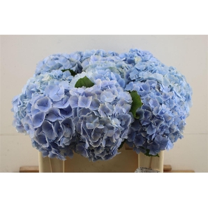 Hydr M Verena Blue 50-20