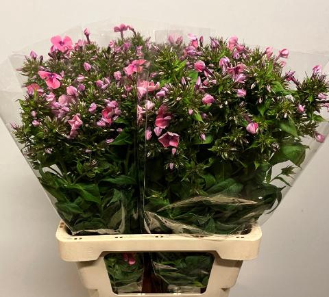 <h4>PHLOX P KIKI</h4>