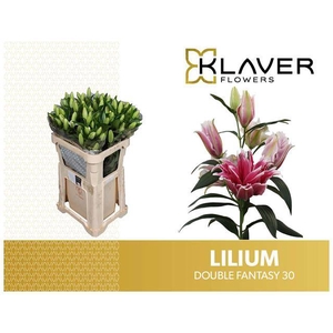 Li Or Double Fantasy 3 Kop Klaver