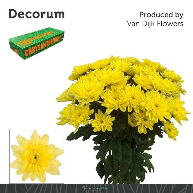 <h4>CHR T BALTICA YELLOW</h4>