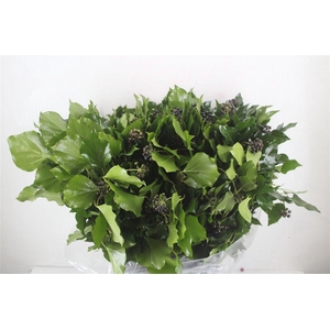 Hedera Berry 400gr P Bunch