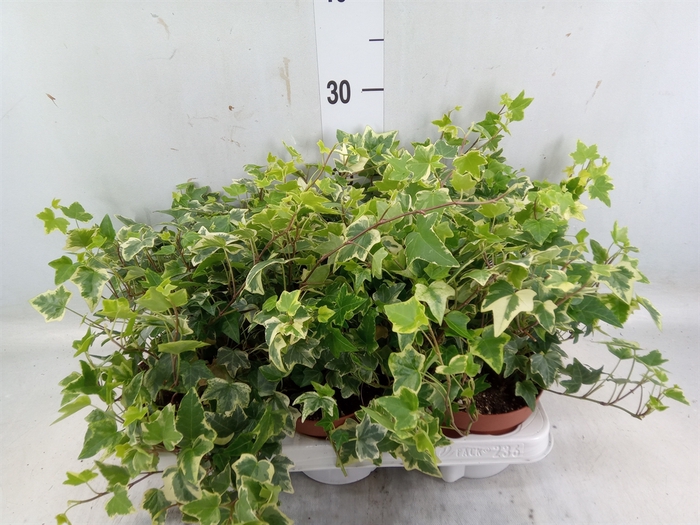 <h4>Hedera helix 'Eva'</h4>