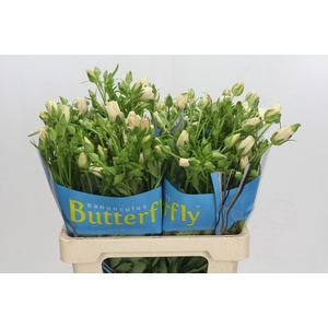 Ranunculus Butterfly Melissa