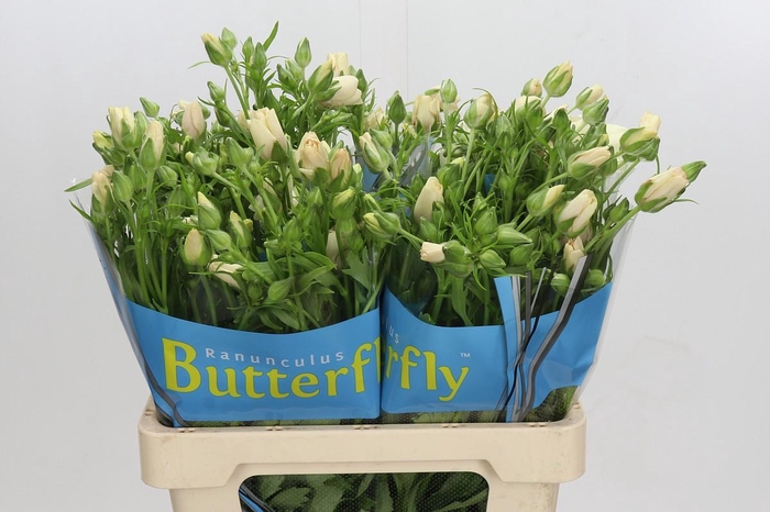 Ranunculus Butterfly Melissa