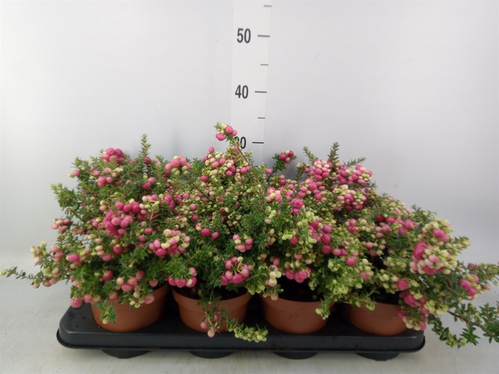 <h4>Gaultheria   ...red berry</h4>