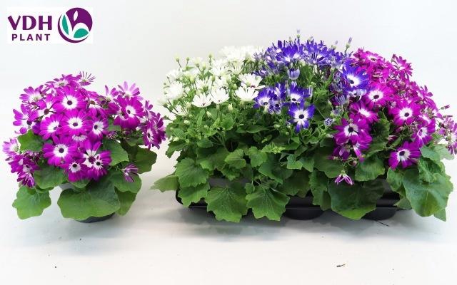 <h4>PERI C SEN GEM</h4>