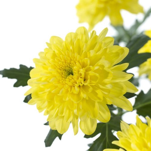 CRISANTEMO ZEMBLA YELLOW 080 CM