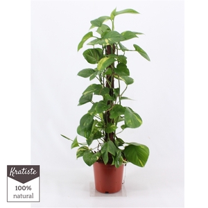 epipremnum aureum 80 cm Kratiste klimstok