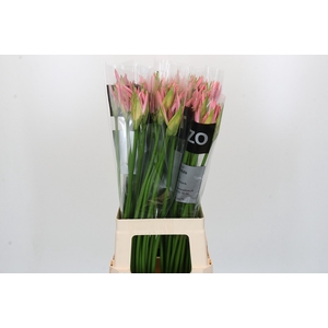 Nerine Vesta K