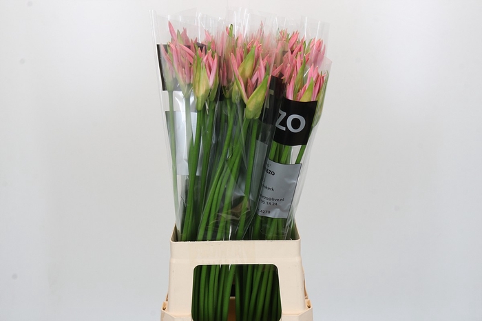 <h4>Nerine Vesta K</h4>