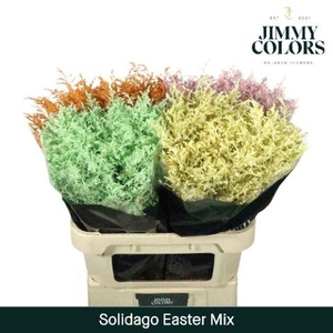 Solidago L80 Easter Mix